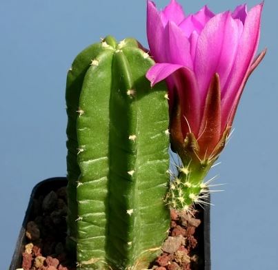 Echinocereus Viereckii Var. Morricalii in a 20cm pot, showcasing its unique characteristics and vibrant green colors, perfect for succulent enthusiasts.