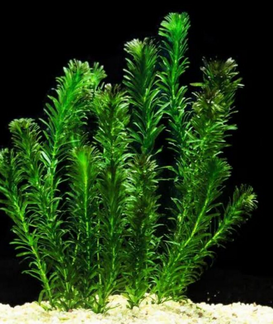 Elodea Aquarium Plant