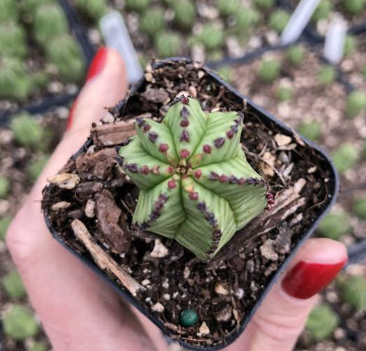 Euphorbia Anoplia Succulent