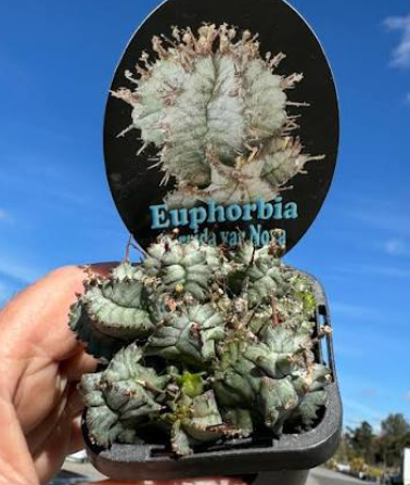 Euphorbia Horrida Succulent