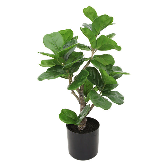 21 Ficus Plastic Pot   