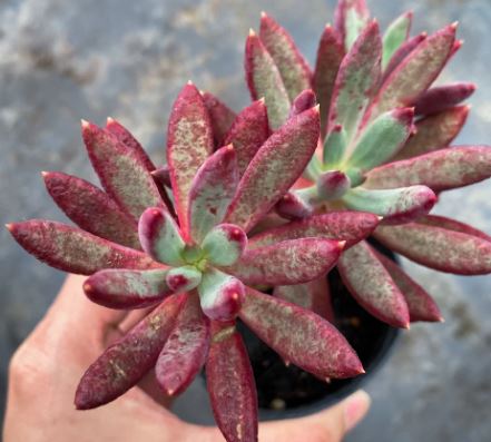 Pachyveria Red Banana Succulent