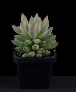 Pachyveria angels finger Succulent