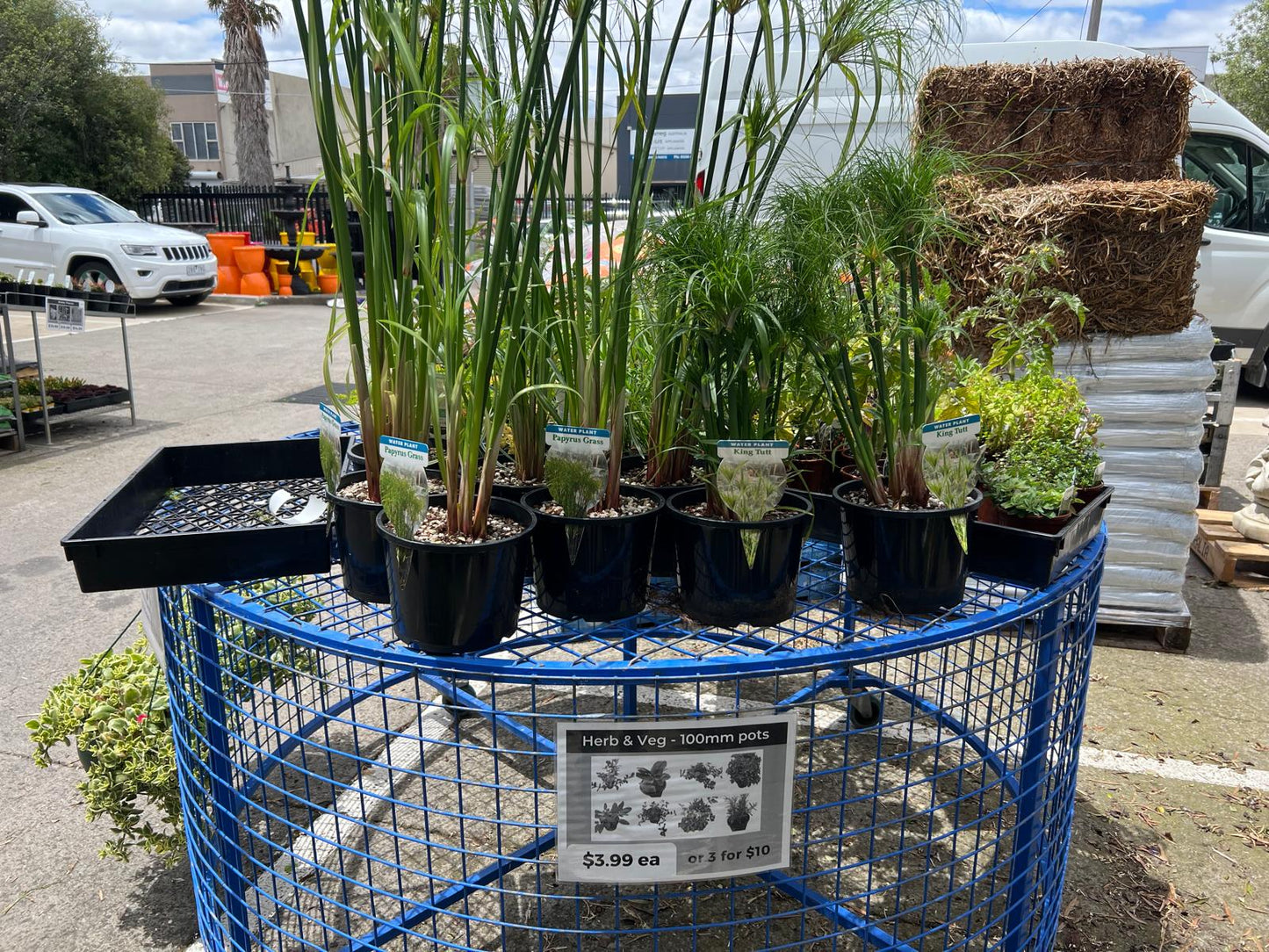 Papyrus Grass Plant Outdoor Plants