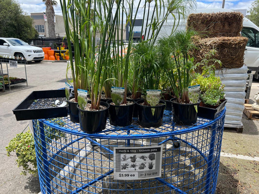 Papyrus Grass Plant Outdoor Plants