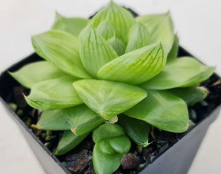 Haworthia Cymbiformis Succulent