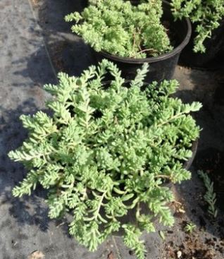 Sedum Potosinum