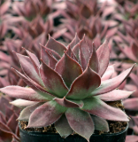 Sempervivum Onyx Succulent 10cm