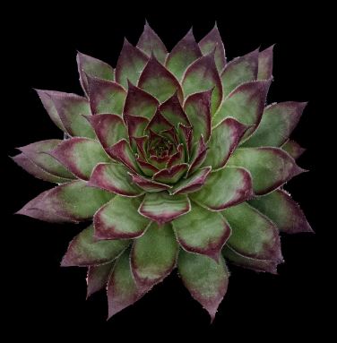 Sempervivum Tectorum Bronco Succulent