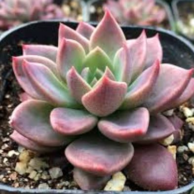 Sinocrassula Indica Succulent