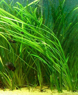Thin Vale Aquarium Aquarium Plant