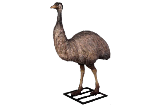 Emu Fibreglass Statue