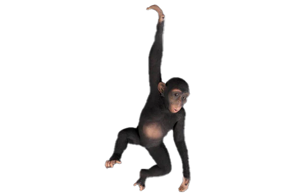 Hanging Monkey Fibreglass Statue Statue  