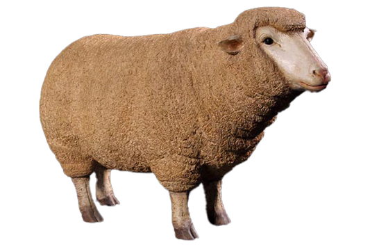 Sheep Looking Forward Fibreglass Statue