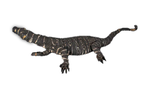 Lace Monitor Fibreglass Statue Statue Uracast  