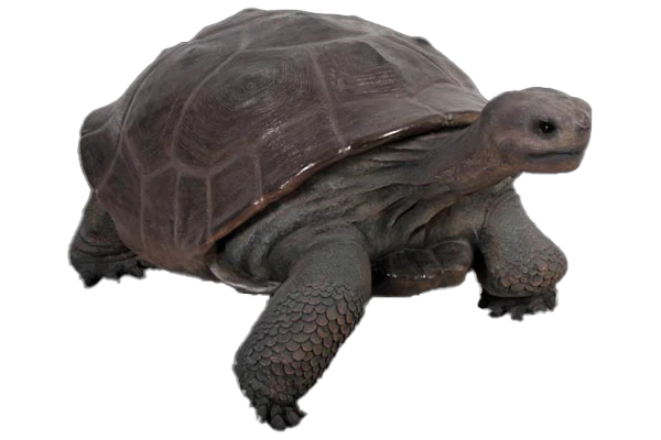 Galapagos Tortoise Fibreglass Statue Statue  