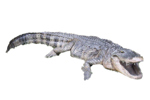 American Alligator Fibreglass Statue Statue  