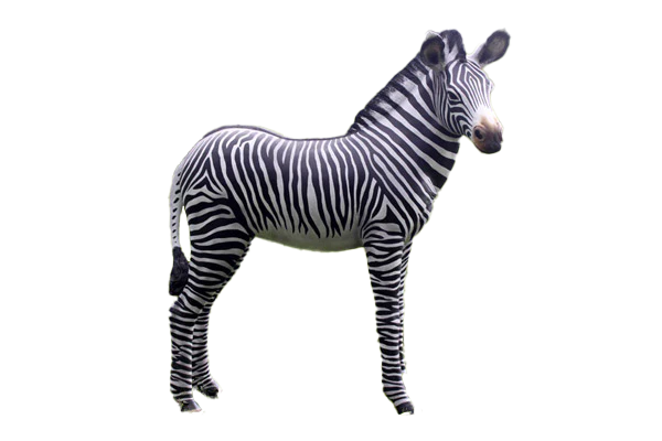 Zebra Foal Fibreglass Statue