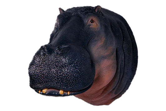 Full Size Hippopotamus Head Fibreglass Statue Statue  