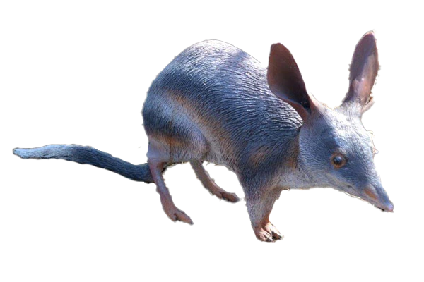 Bilby Fibreglass Statue