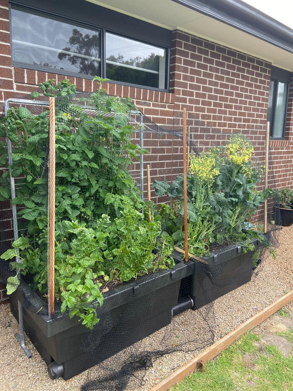 Foodcube Wicking Bed Foodcube  