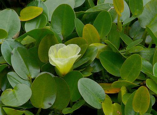 Water Poppy (Hydrocleys Nymphoides) Pond Plant  