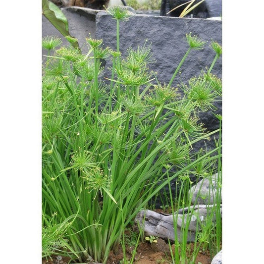 Dwarf Papyrus (Cyperus Isocladus) Pond Plant  