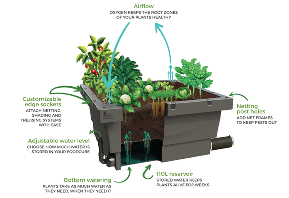 Foodcube Wicking Bed Foodcube  