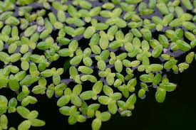 Duck Weed (Lemna Minor) Water Plant  